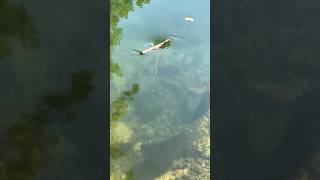 A Stick Mysteriously Disappears Into The Depths Of The Water By Unknown Force!