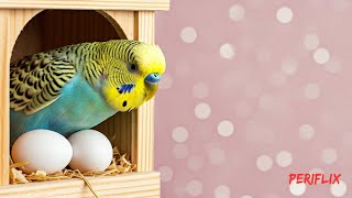 How often budgies lay eggs? 🐦