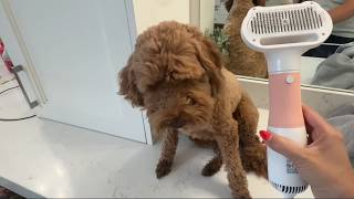 Honest Review 3-in-1 Pet Grooming Dryer and Brush