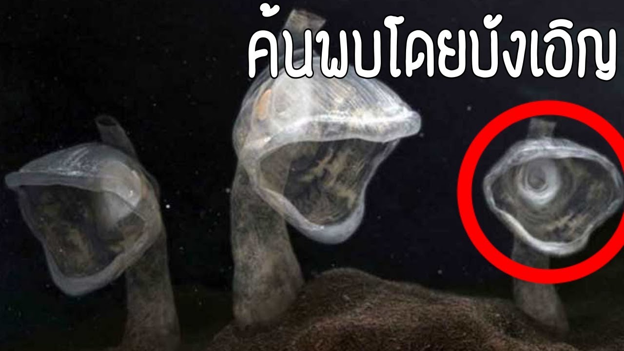 5 สัตว์ลึกลับใต้ท้องทะเล ที่ถูกบันทึกภาพได้ด้วยกล้องวิดีโอ