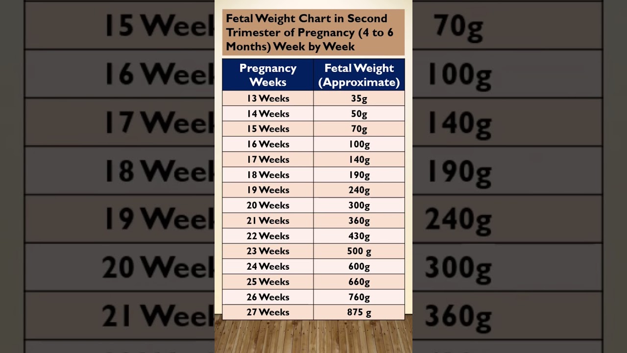 From 13 to 27 Weeks | Fetal Weight Chart During Second Trimester
