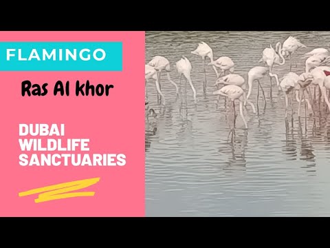 wildlife sanctuaries | Dubai ras al khor  sanctuaries