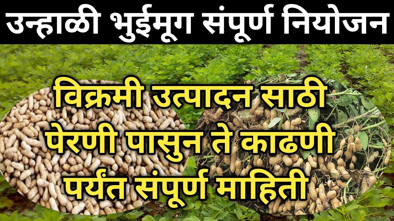 उन्हाळी भुईमूग संपूर्ण नियोजन|Unali bhuimug sampurn niyojn|उन्हाळी ...
