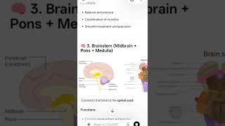 parts of brain 🧠#science #brain # education