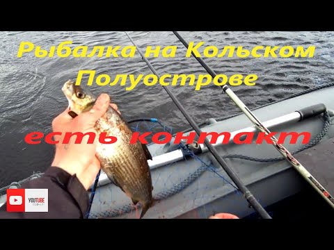 Рыбалка на Кольском Полуострове. Ловля сига и кумжи.