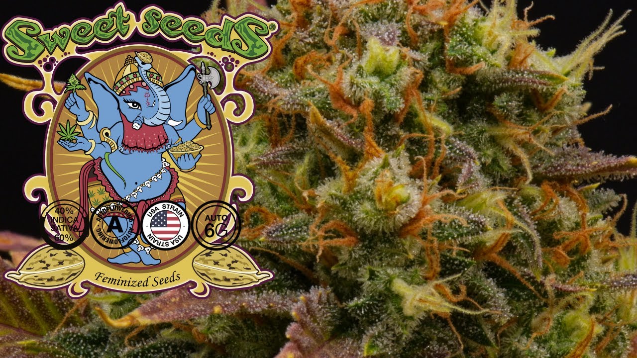 Jet Fuel Mandarine XL Auto | Week 10 | Sweet Seeds (Autoflower)