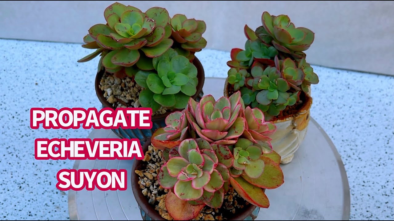 #565 PROPAGATE ECHEVERIA SUYON | NHÂN GIỐNG SEN ĐÁ | 다육식물 | 多肉植物 | Suculentas