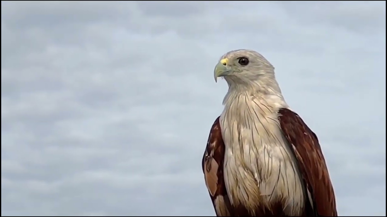 Super STRONG PREDATOR on AIR Real Eagle