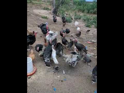 Karibu Sana Wateja Wangu Wa Bata Mzinga Kwa Mawasiliano Zaid 0750288412 