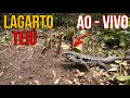 PEGANDO LAGARTO TEIÚ AO VIVO NA ARMADILHA CALANGUEIRA