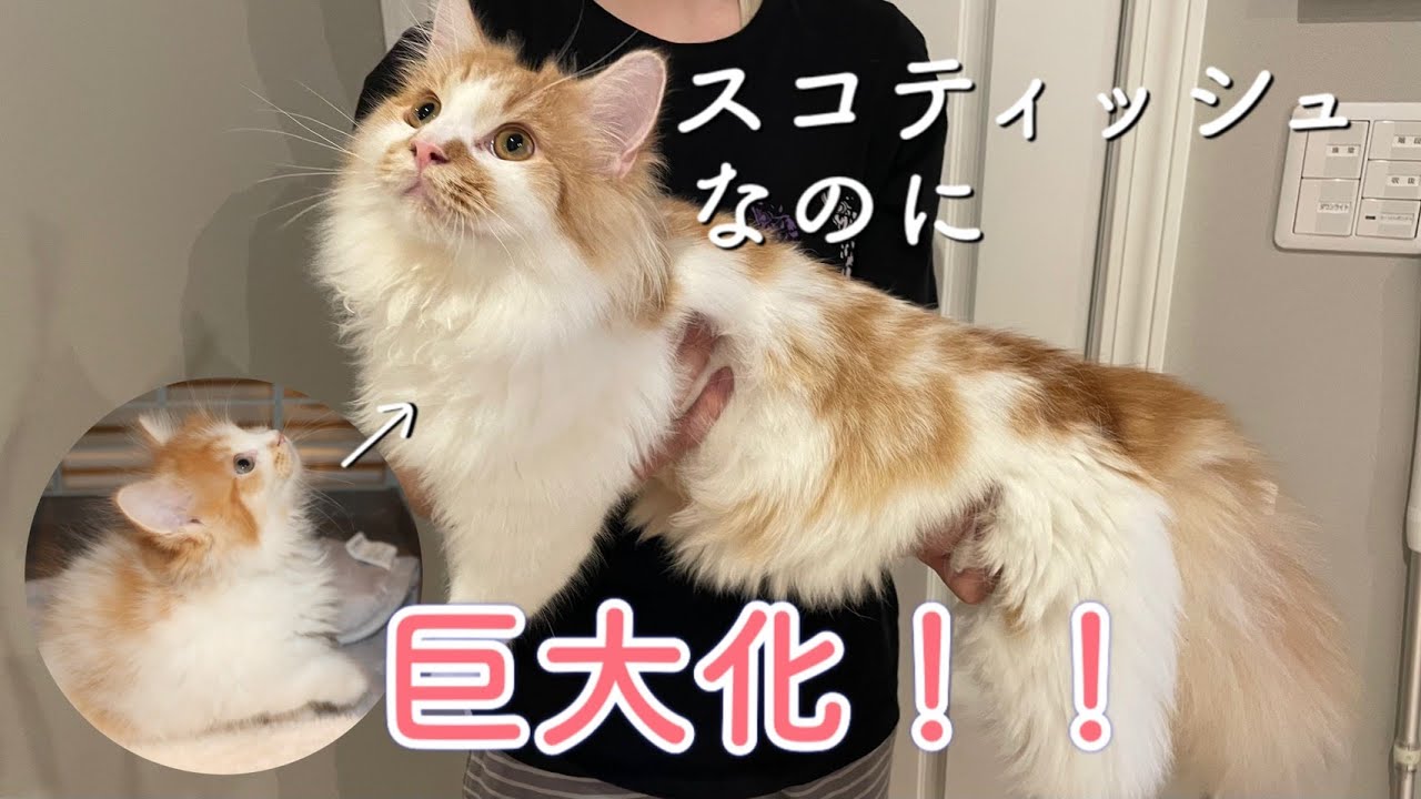 立ち 耳 スコティッシュ フォールド