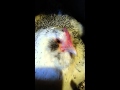 20150420_193301.mp4
