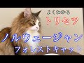 【５分でよくわかる！】ノルウェージャンフォレストキャットの特徴と飼い方の注意点