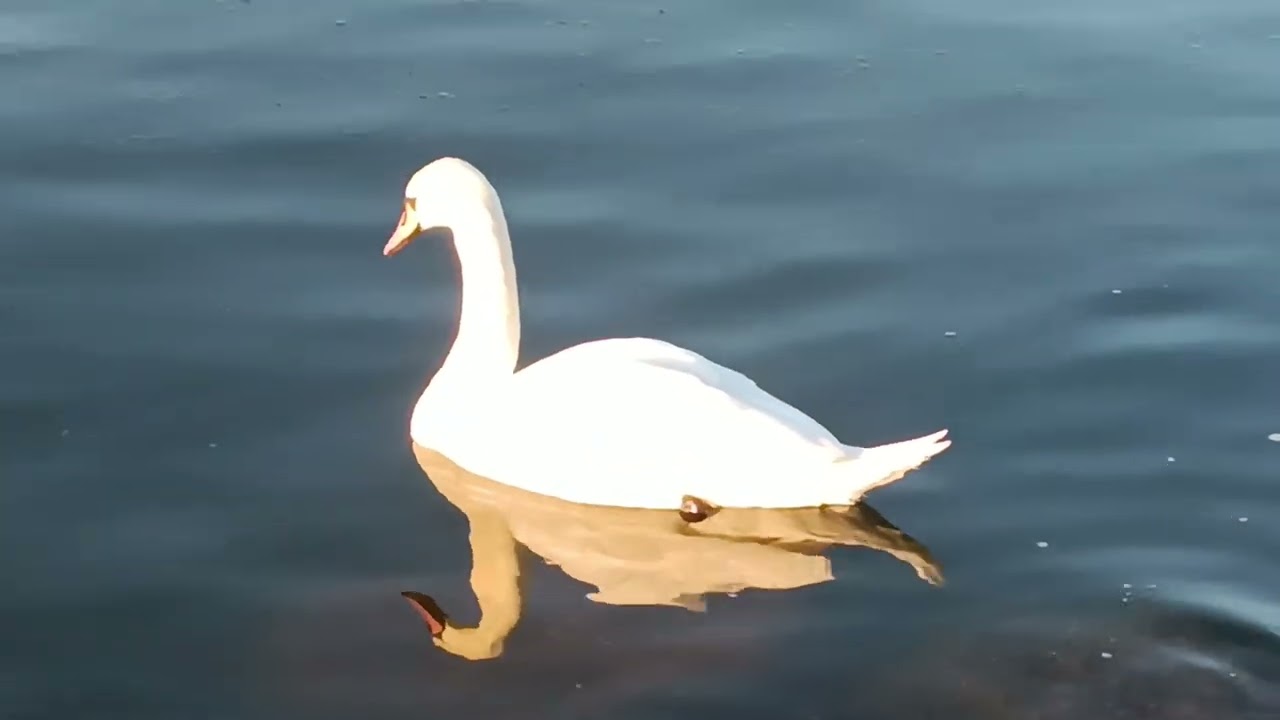 Spring Swan @ Pirita Sunset 🇪🇪 Tallinn Estonia 🦢 Eesti Kevad