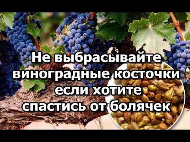 Эликсир молодости. Не выбрасывайте виноградные косточки если хотите спастись от болячек