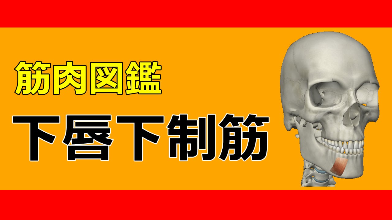【筋肉動画図鑑】下唇下制筋 筋肉研究所 YouTube