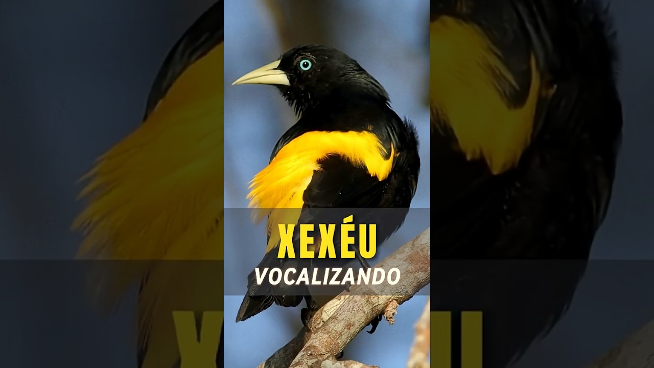 Ave Xexéu Vocalizando - Cacicus cela #aves #passaros #natureza #avesdobrasil