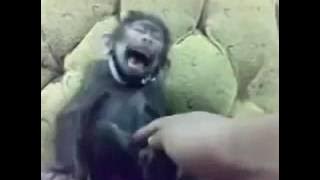 Monyet lagi tidur