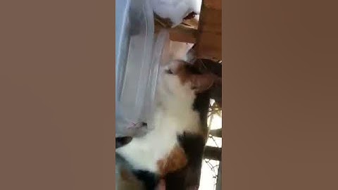 Colony cats/TNR project