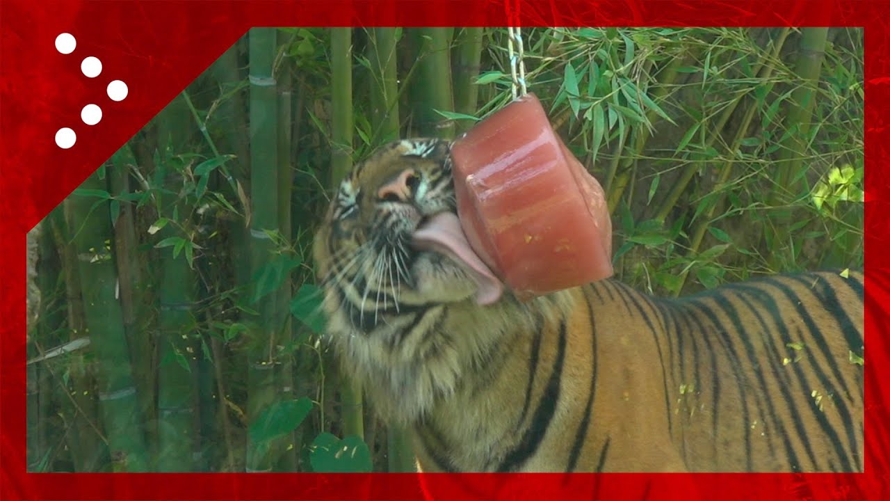 Roma, ghiaccioli contro il caldo agli animali del Bioparco