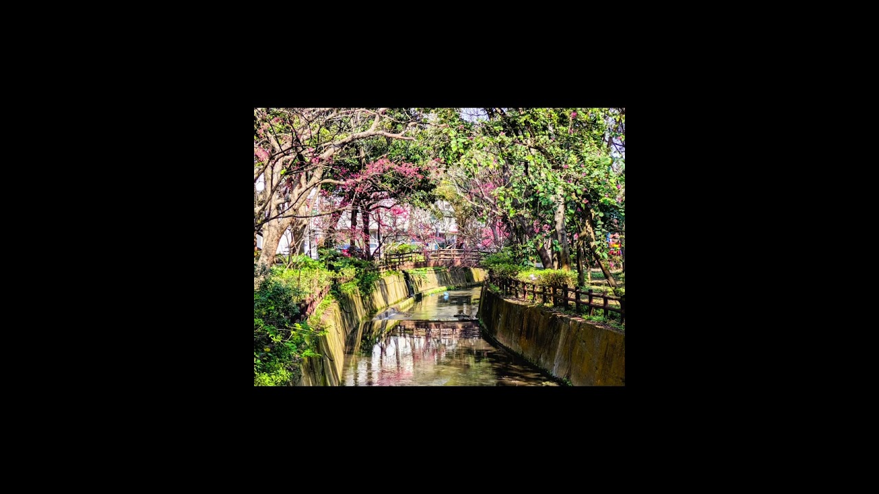 2026莒光公園櫻花賞