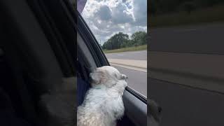 Car rides #puppy #bichonfrise #louisvuitton #guarddog