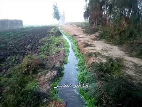 مباشر منديس صباح الخير يا بلد 