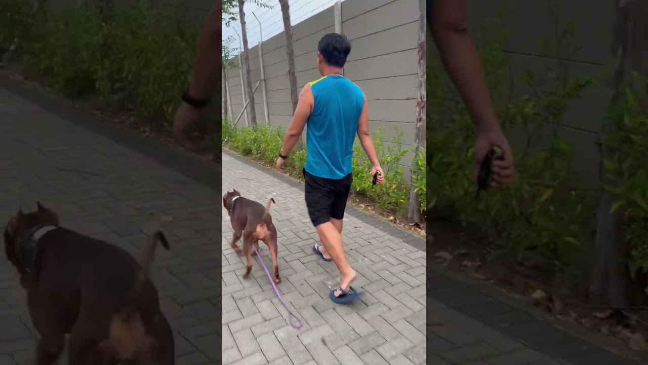 LETS GO and RECALL OFFLEASH