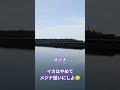 佐渡市 釣り メジナ