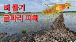벼 줄기 굴파리 피해