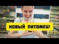 НОВЫЙ ПИТОМЕЦ SvinkiShow Покупка Морской Свинки