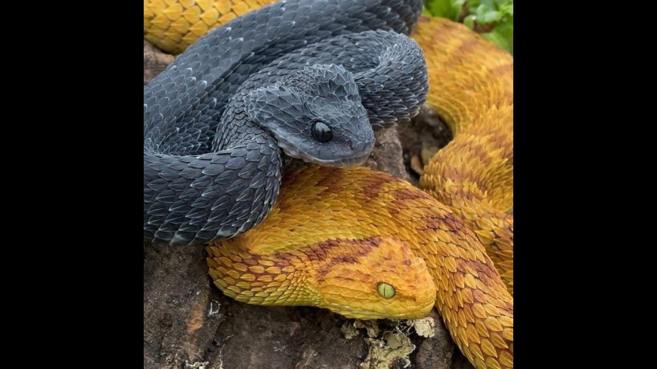 Шершавая древесная гадюка