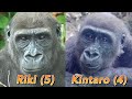 本当に1歳違い？上野のリキと京都のキンタロウを比べてみた⭐️ゴリラGorilla【京都市動物園】Is the age difference really 1? Riki and Kintaro