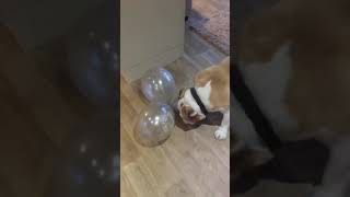 Bulldog balloon chase