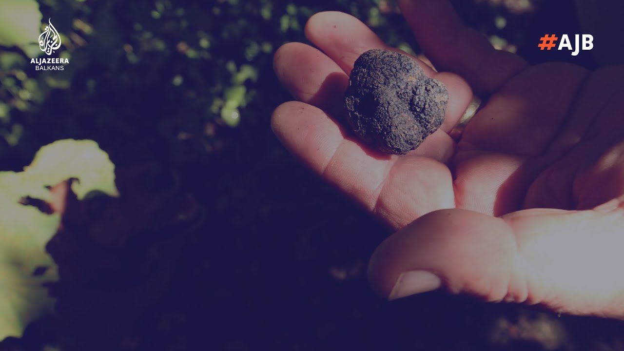 البحث عن الكمأ الإستري
