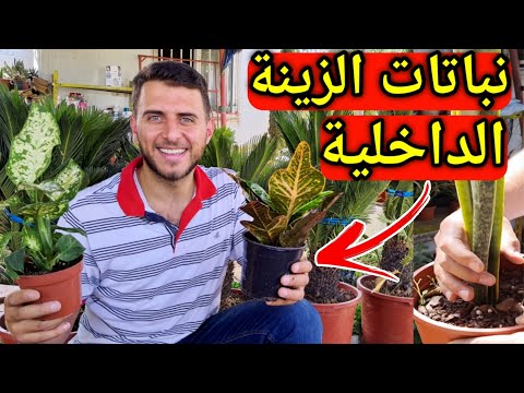 فيديو: ما هي السمات الخاصة للنباتات الصحراوية؟