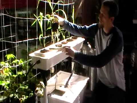 Hydroponic Recirculating Corn - YouTube