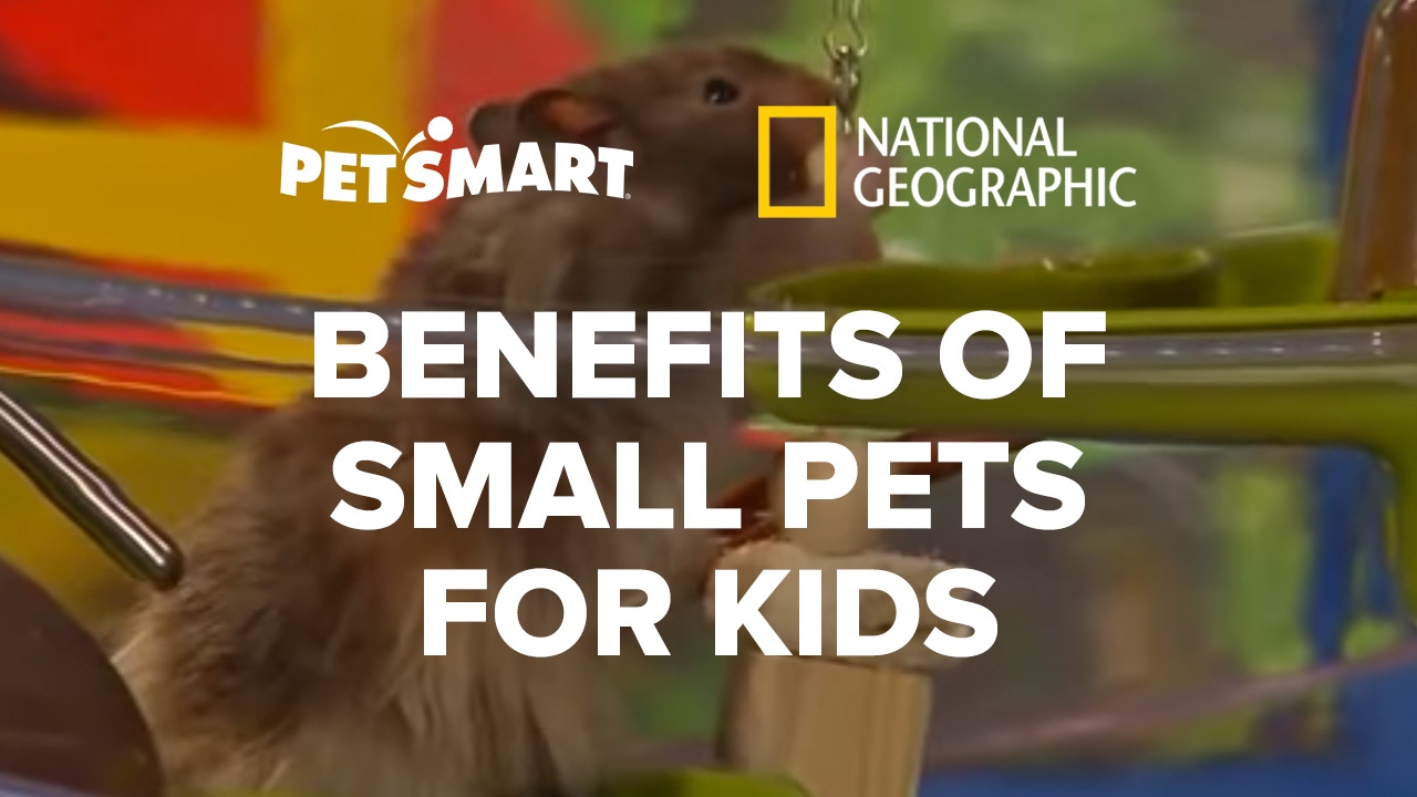 ⁣The Benefits of PetSmart’s Small Pets for Kids