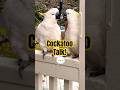 When your cockatoo has too much to say! 😂 #shorts #funnyparrot #talkingparrot