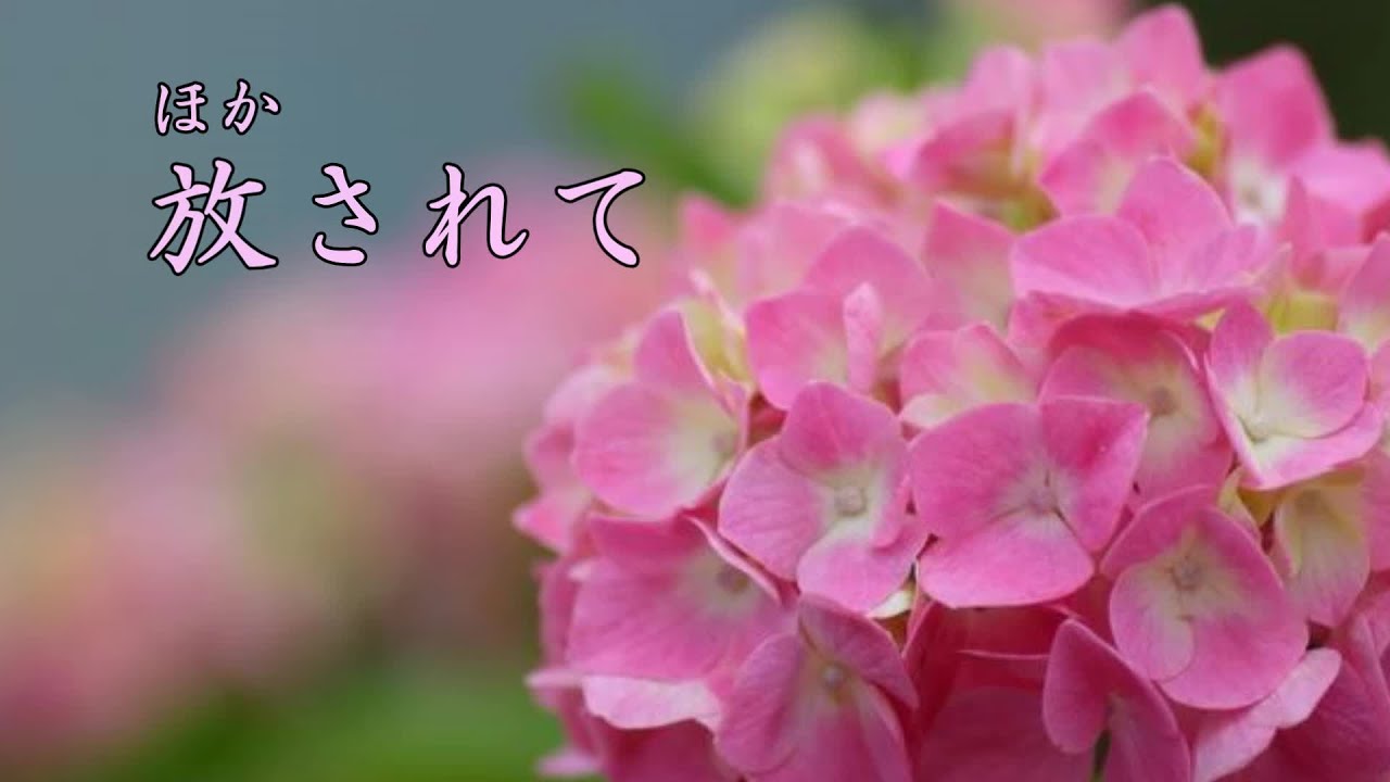 放されて 木下結子 Youtube