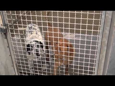 Video: Il Rifugio Per Animali Utilizza Mobili Donati Per Far Sentire I Cani A Casa