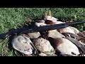 Куча утки на одной канаве. ОХОТА НА УТОК с ARMSAN 612.  duck hunting 2018
