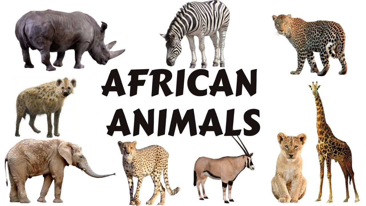 African Animals Names for Kids to Learn | Learning African Animal Names for  Children - YouTube