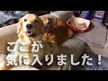 犬たちにソファあげました。ご自由にどうぞ汚してください。