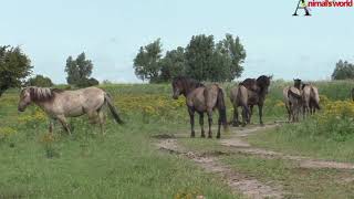 Download Lagu Scary moment when these wild Konik horses came to close MP3