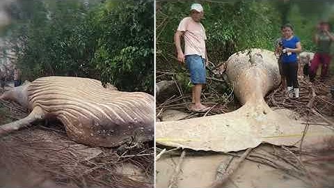 Amazon Jungle: 5 Unsolved Mysteries | English | DA Daily