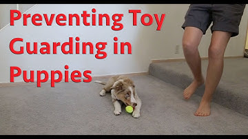 Preventing toy guarding in puppies - Resource guarding prevention game
