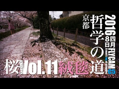 京都 桜16 桜の絨毯 Youtube 京都 桜16 桜の絨毯 Youtube