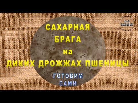 Сахарная брага на диких дрожжах пшеницы.