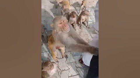 How To Trap Monkeys | Man Traps And Catches Many Monkeys Monkey Trap Skill